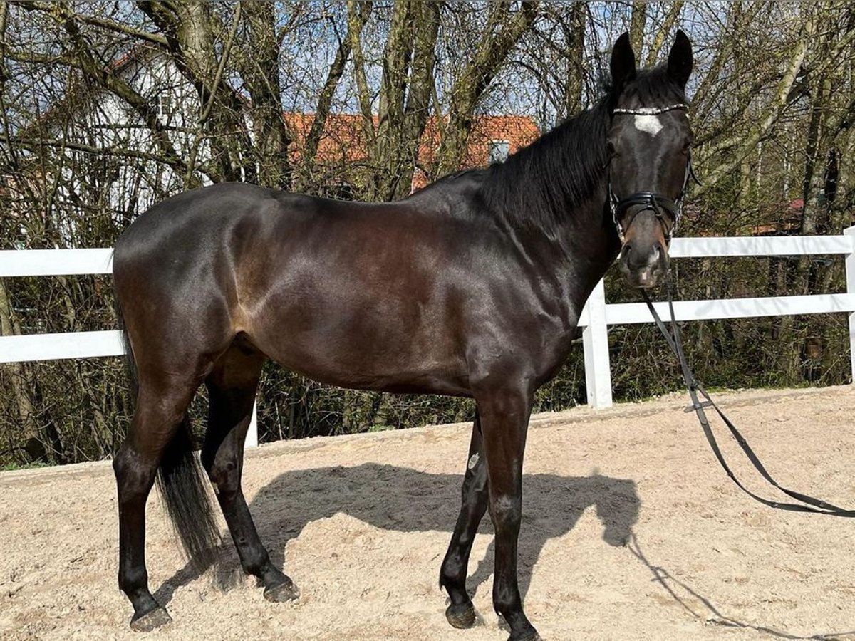 Caballo de deporte irlandés Caballo castrado 6 años 165 cm Castaño oscuro in Loiching