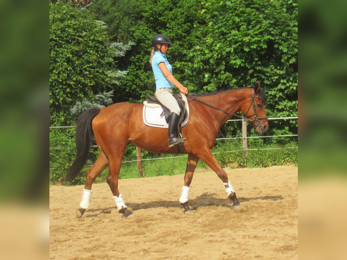 Caballo de deporte irlandés Caballo castrado 6 años 168 cm Castaño in Velpke