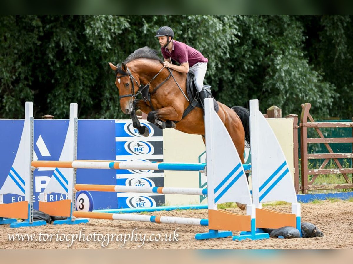 Caballo de deporte irlandés Caballo castrado 6 años 168 cm Castaño in Wijchmaal
