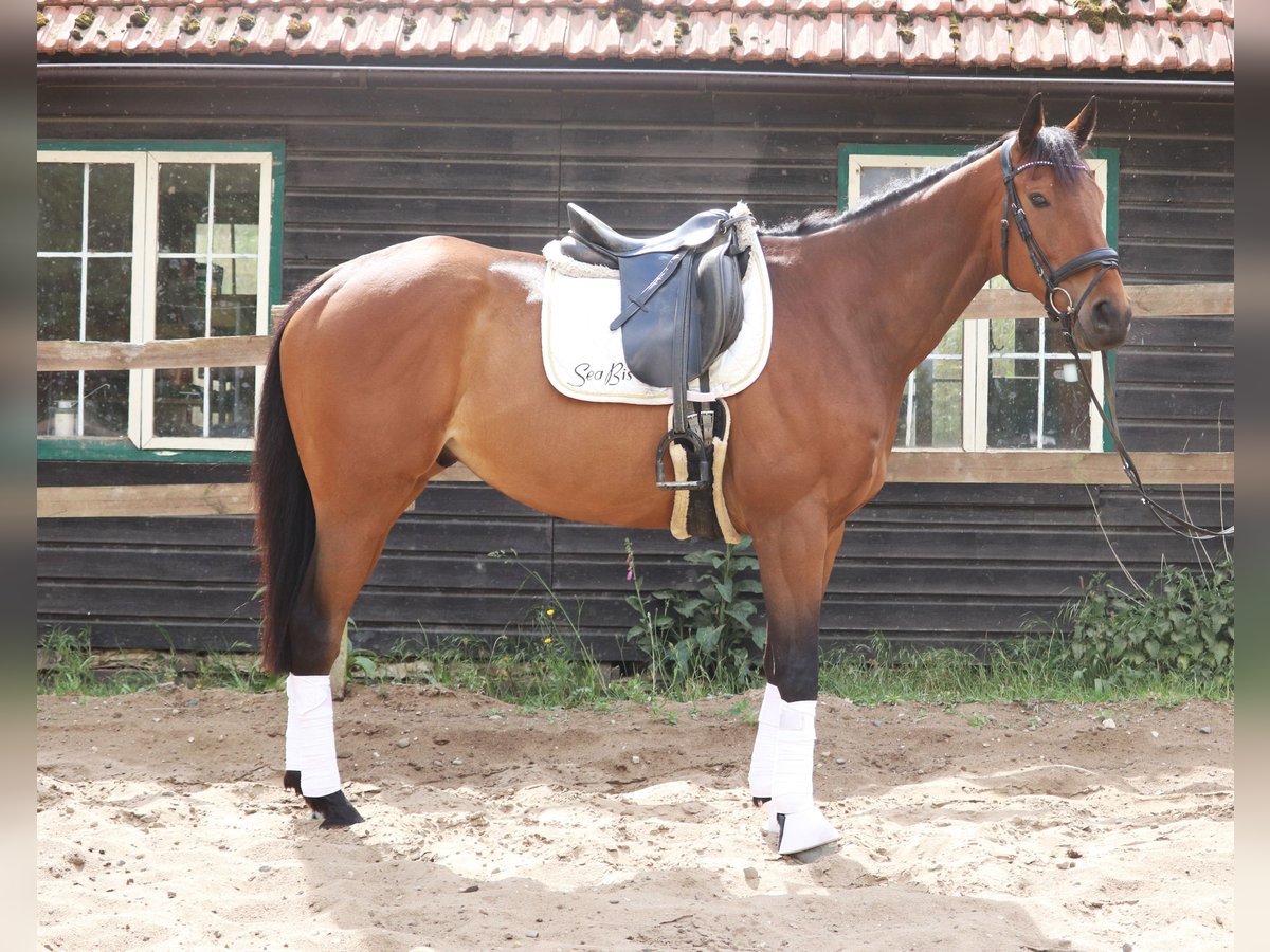 Caballo de deporte irlandés Mestizo Caballo castrado 6 años 168 cm Castaño oscuro in Uelsen