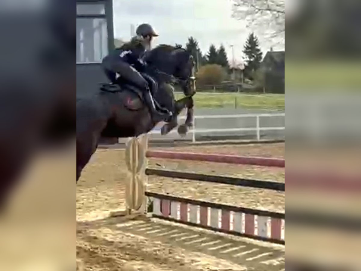 Caballo de deporte irlandés Caballo castrado 6 años 169 cm Castaño oscuro in Hof