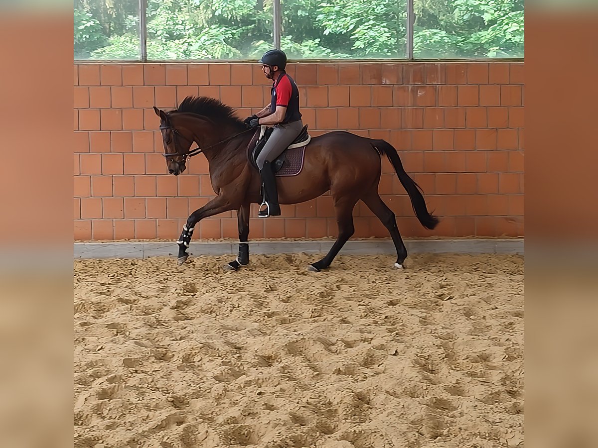 Caballo de deporte irlandés Caballo castrado 6 años 170 cm Castaño in Lage