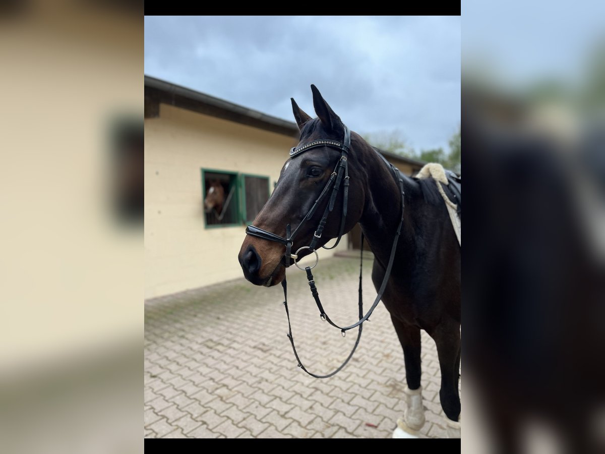 Caballo de deporte irlandés Caballo castrado 6 años 173 cm Castaño in Erbes Büdesheim