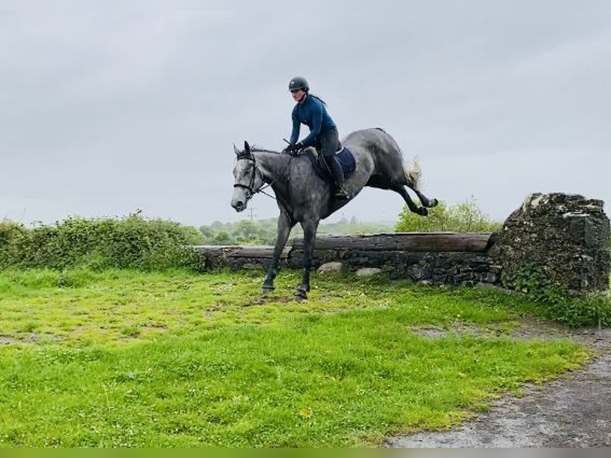 Caballo de deporte irlandés Caballo castrado 6 años 174 cm Tordo in Sligo