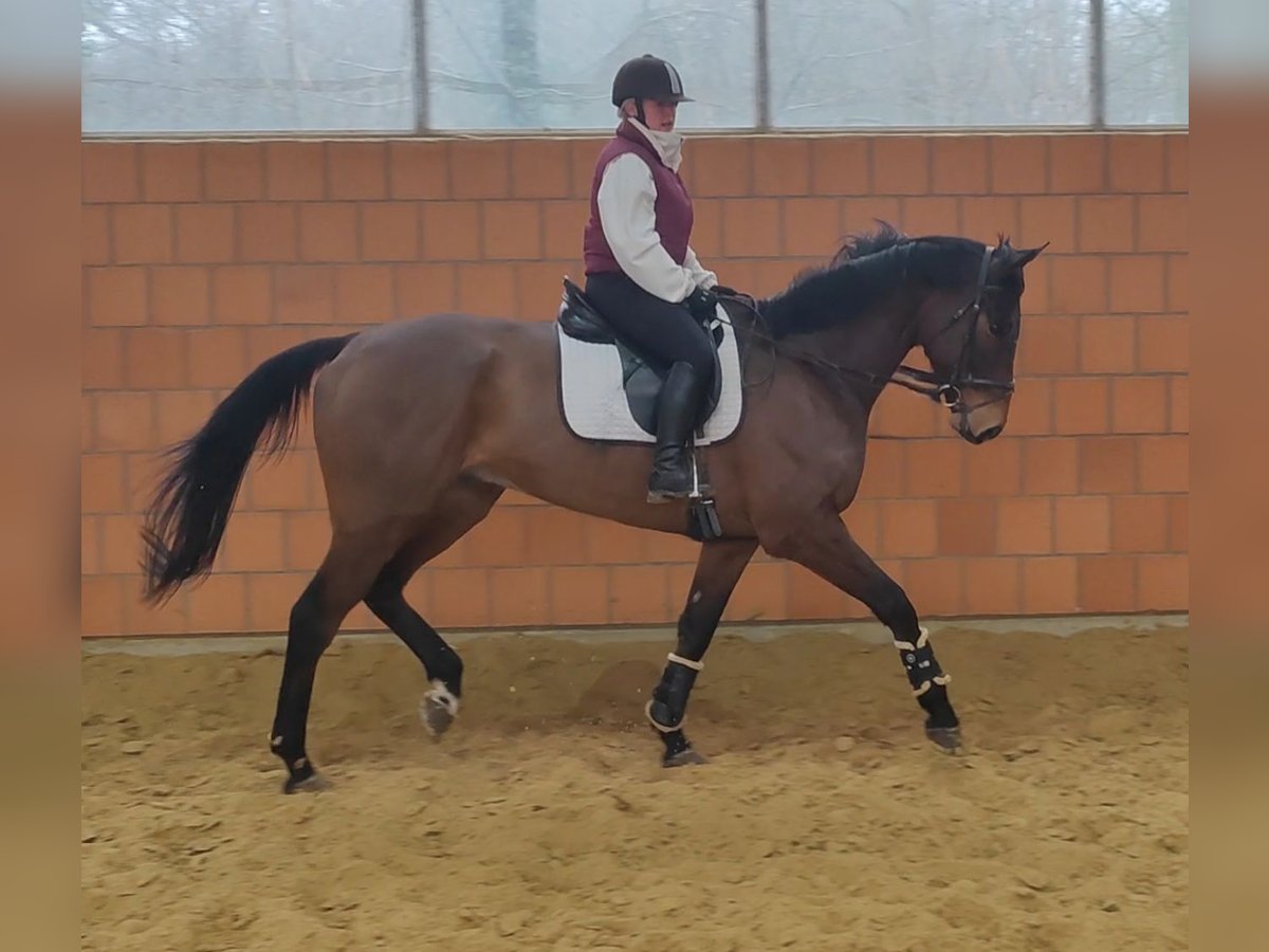 Caballo de deporte irlandés Caballo castrado 6 años 185 cm Castaño in Lage