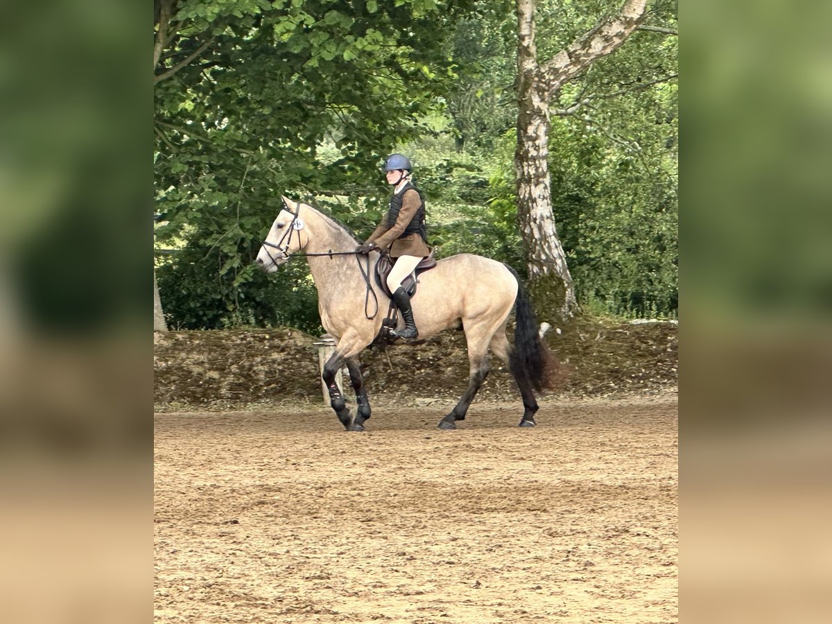 Caballo de deporte irlandés Caballo castrado 7 años 148 cm Bayo in Galway Caballo de deporte irlandés Caballo castrado 7 años 148 cm Bayo in Galway