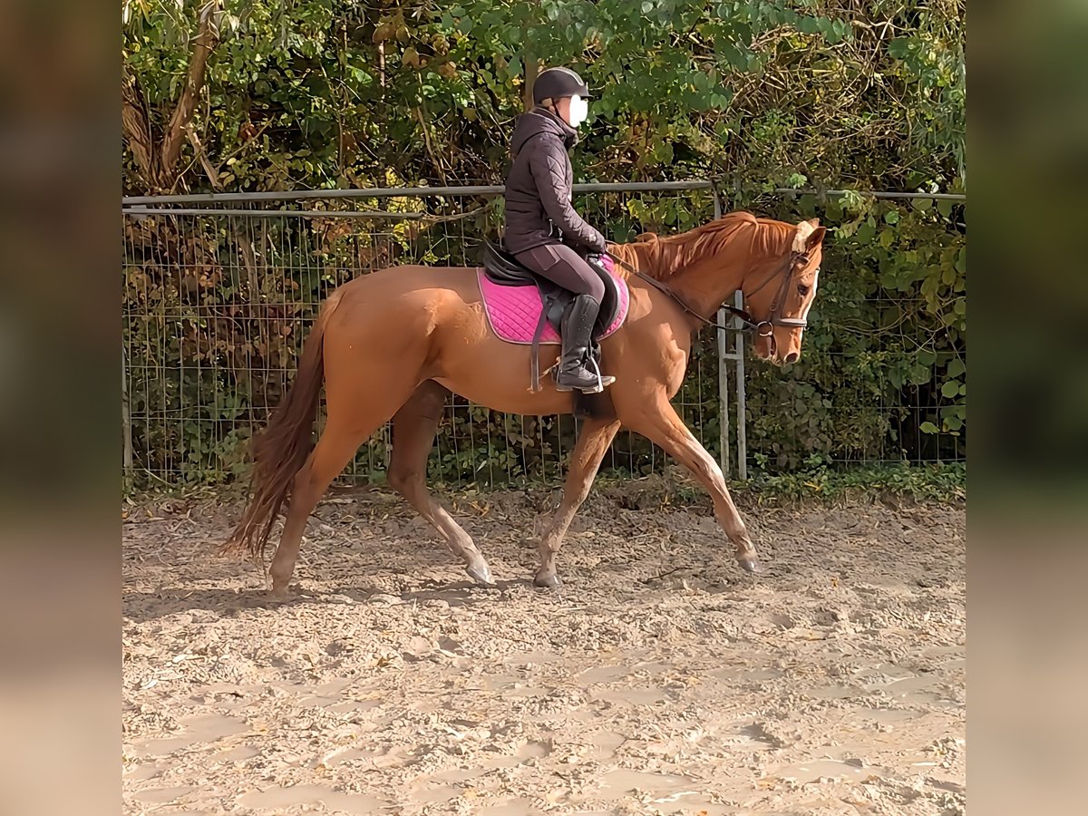 Caballo de deporte irlandés Caballo castrado 7 años 160 cm Alazán in Lage