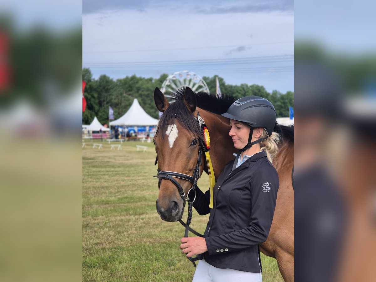 Caballo de deporte irlandés Mestizo Caballo castrado 7 años 160 cm Castaño in Lohsa
