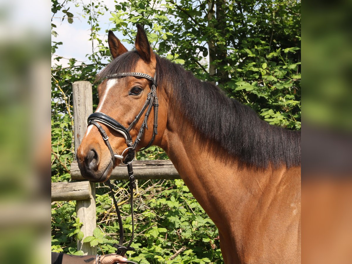 Caballo de deporte irlandés Caballo castrado 7 años 160 cm Castaño in Wachtendonk