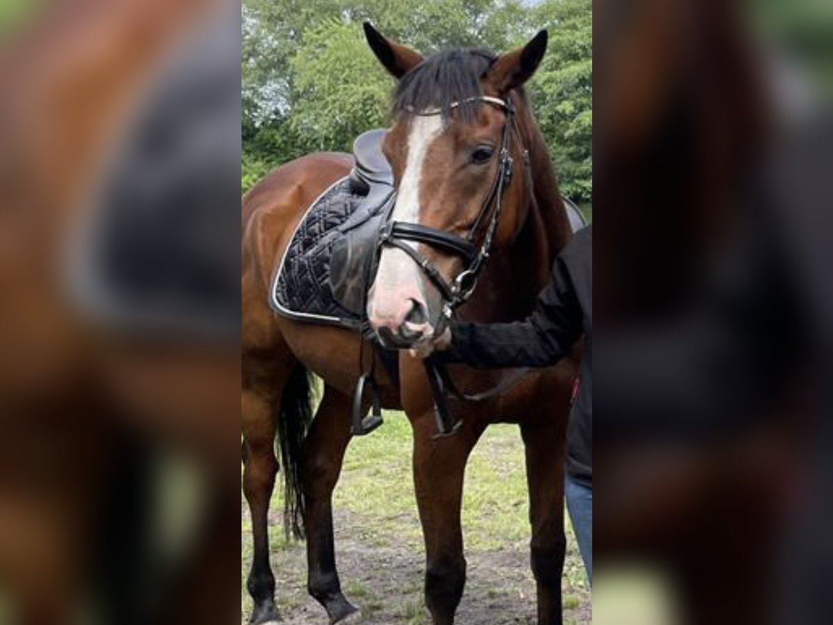 Caballo de deporte irlandés Mestizo Caballo castrado 7 años 165 cm Castaño oscuro in HarenHaren