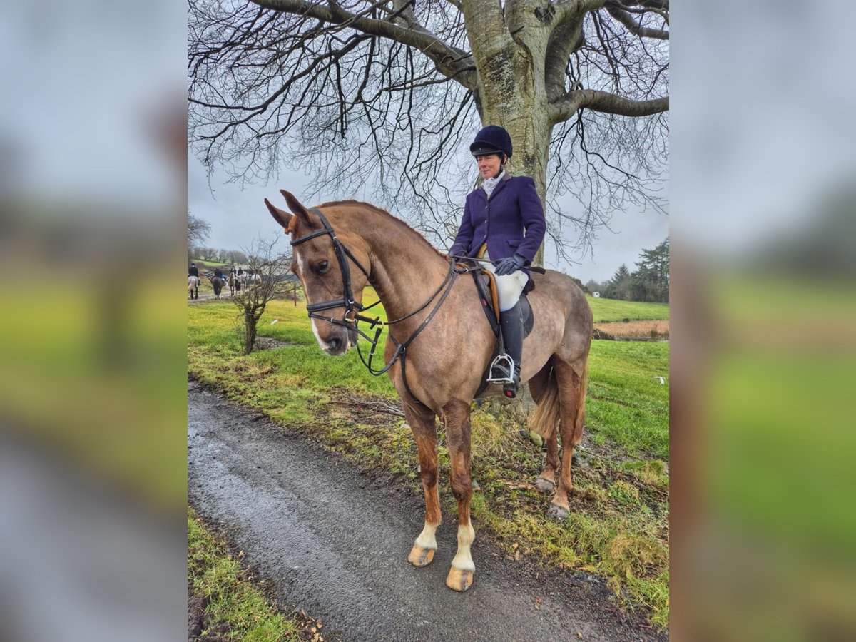 Caballo de deporte irlandés Caballo castrado 7 años 168 cm Alazán-tostado in Sligo