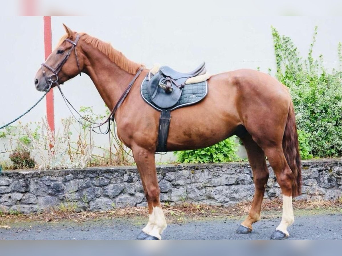 Caballo de deporte irlandés Caballo castrado 7 años 169 cm Alazán in Bielefeld