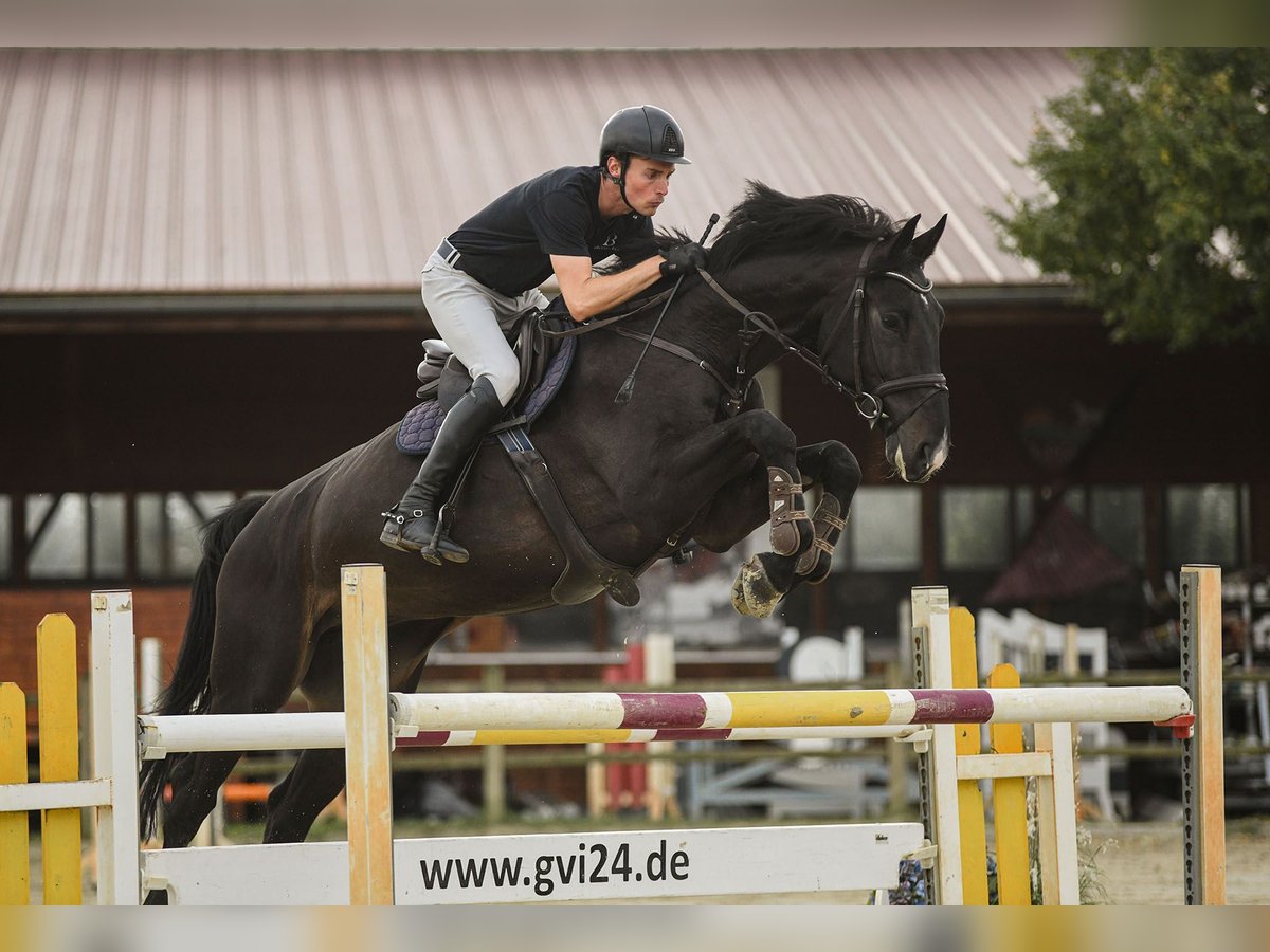 Caballo de deporte irlandés Caballo castrado 7 años 173 cm Morcillo in Riedstadt