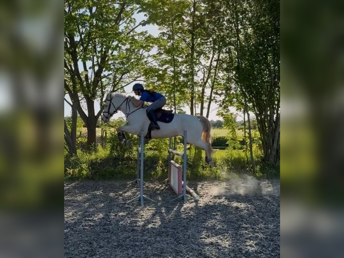 Caballo de deporte irlandés Caballo castrado 8 años 148 cm Palomino in Maarslet