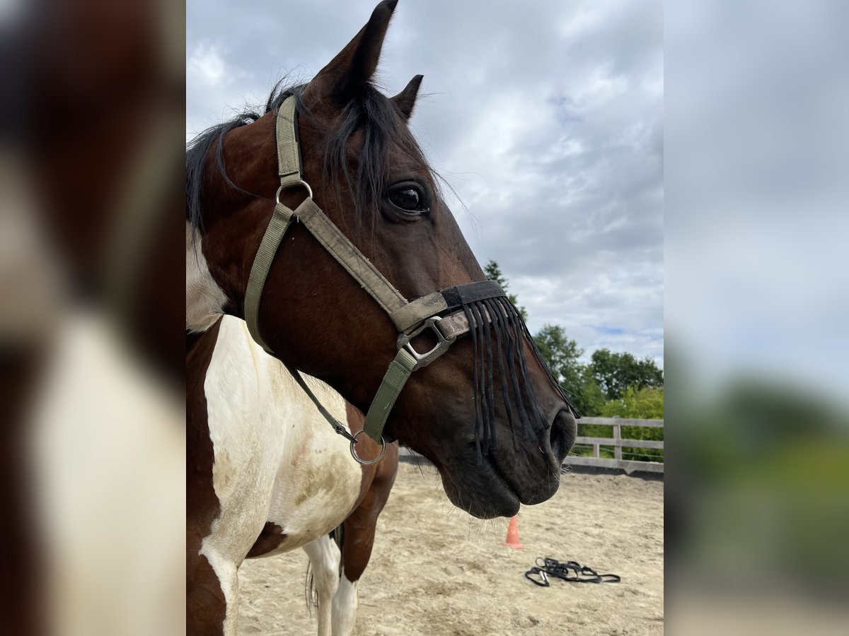 Caballo de deporte irlandés Caballo castrado 8 años 156 cm Pío in Suben