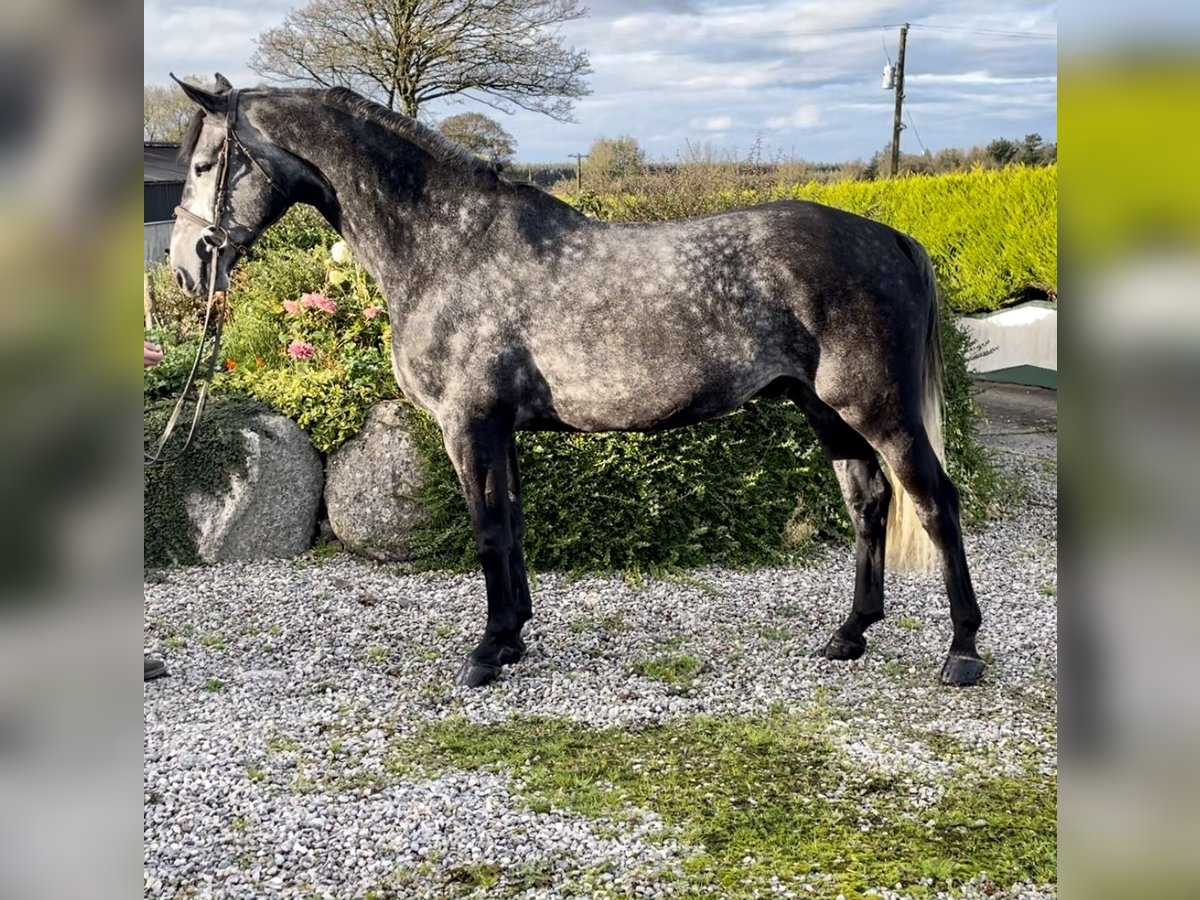 Caballo de deporte irlandés Caballo castrado 8 años 163 cm Tordo in Sligo