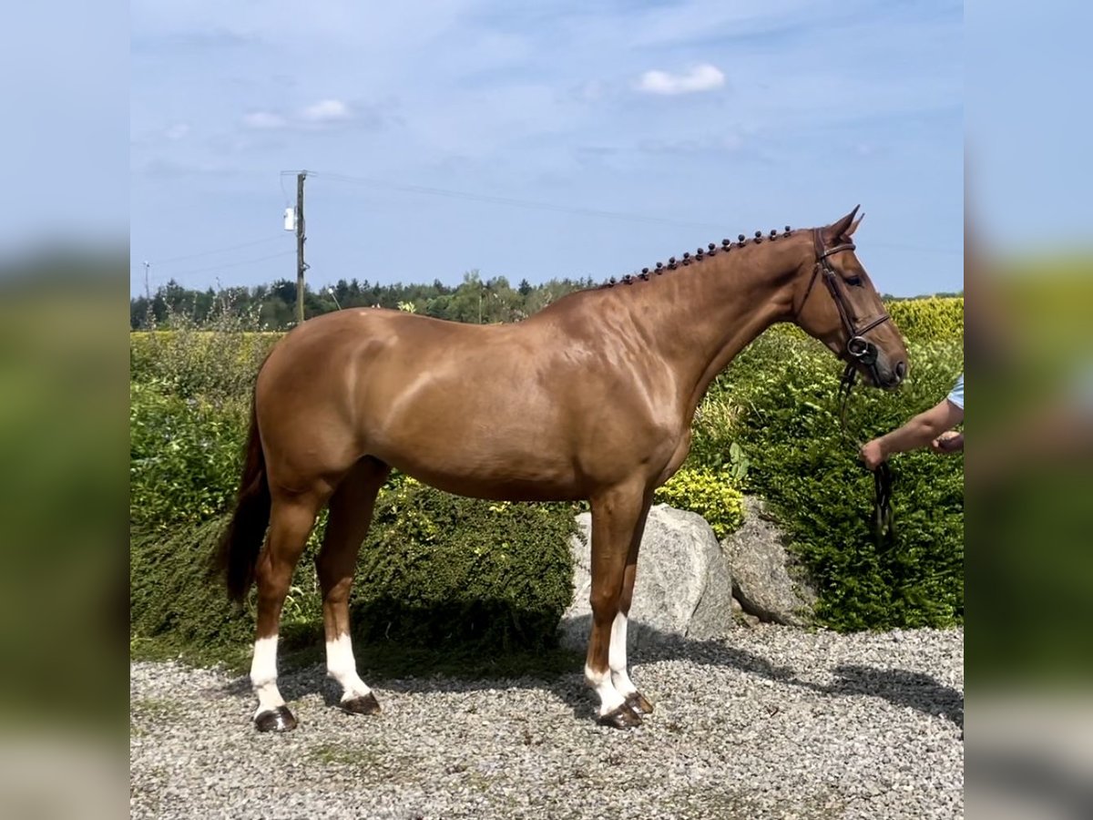 Caballo de deporte irlandés Caballo castrado 8 años 170 cm Alazán-tostado in Sligo