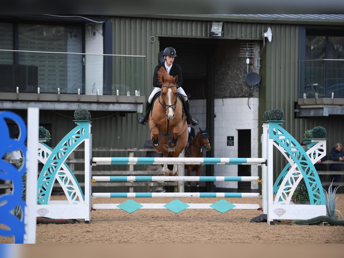 Caballo de deporte irlandés Caballo castrado 8 años Alazán-tostado in Manchester