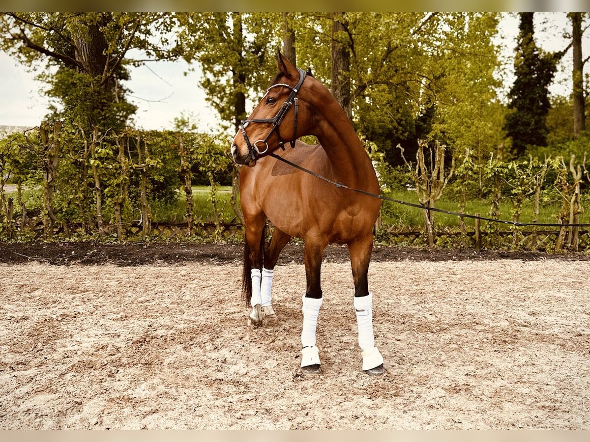 Caballo de deporte irlandés Caballo castrado 8 años Castaño in Edenkoben