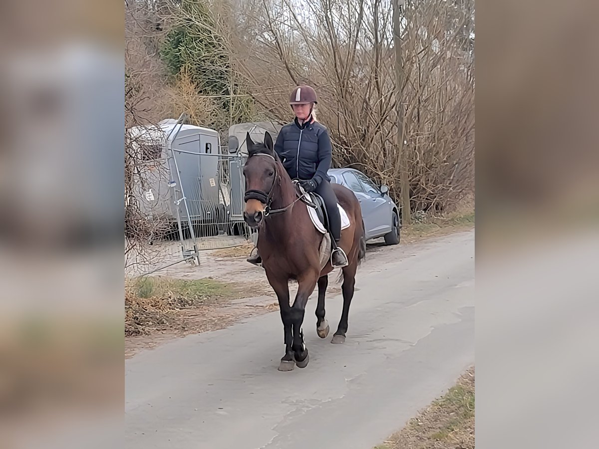 Caballo de deporte irlandés Caballo castrado 9 años 157 cm Castaño in Lage