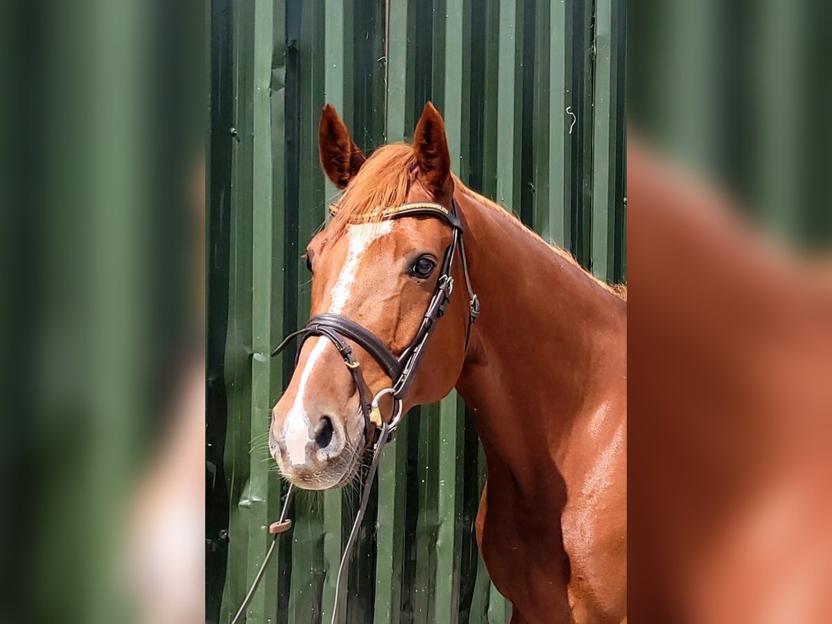 Caballo de deporte irlandés Caballo castrado 9 años 163 cm Alazán-tostado in Galway