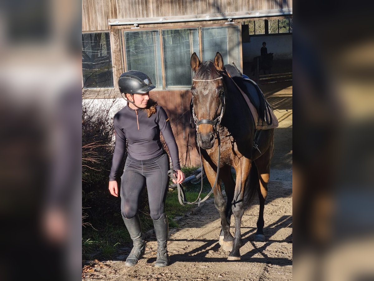 Caballo de deporte irlandés Caballo castrado 9 años 165 cm in Elsbethen