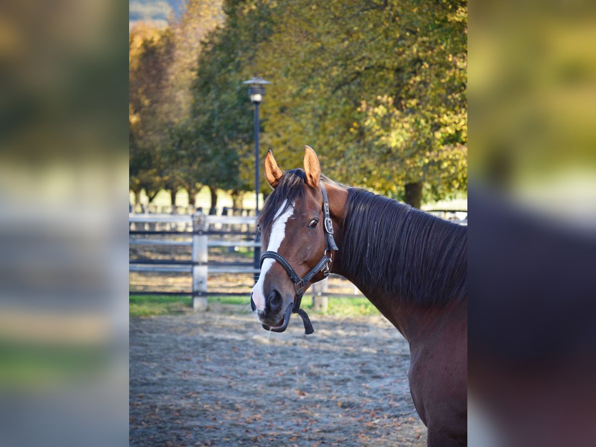 Caballo de deporte irlandés Caballo castrado 9 años 168 cm Castaño in Reutte