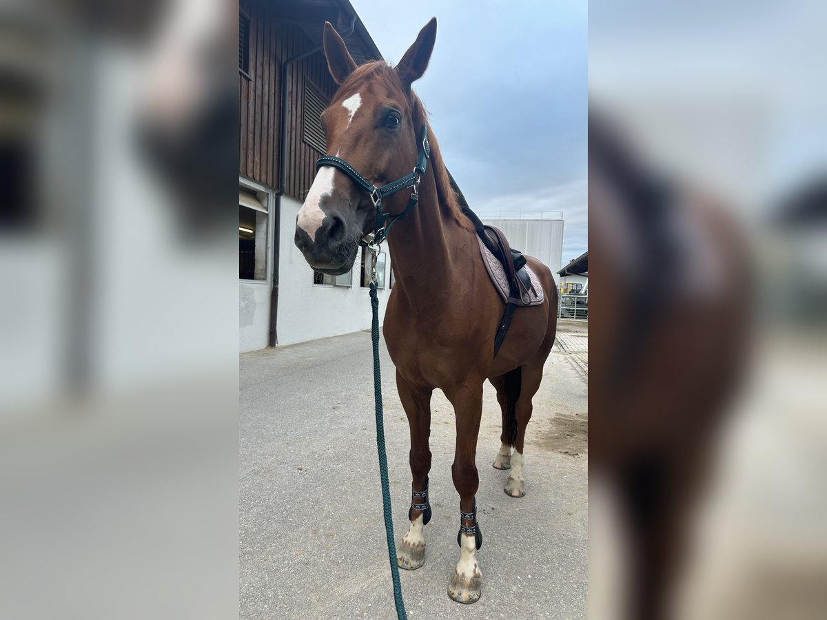 Caballo de deporte irlandés Semental 12 años 175 cm Alazán in Goldach