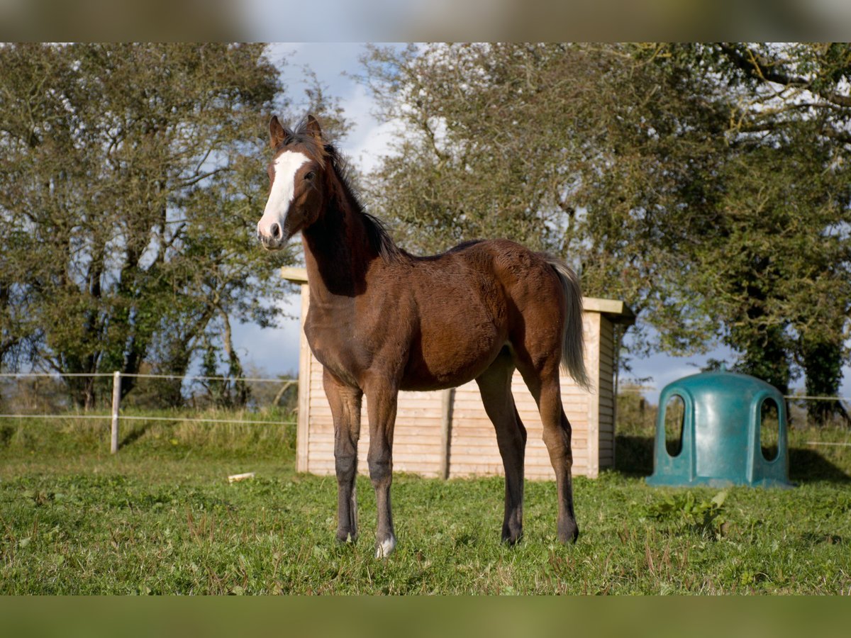 Caballo de deporte irlandés Semental 1 año 168 cm Castaño rojizo in Blessington