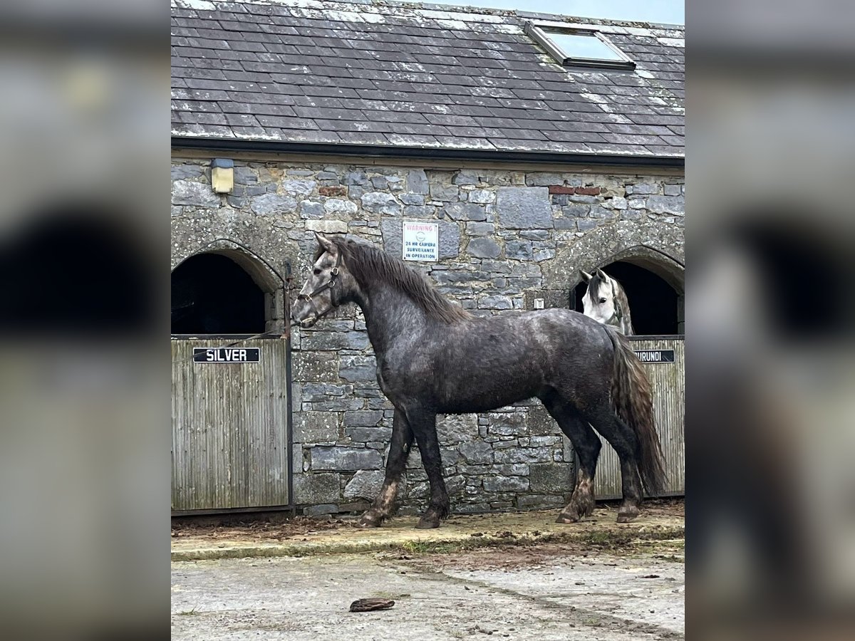 Caballo de deporte irlandés Semental 3 años 168 cm Tordo in Castleisland