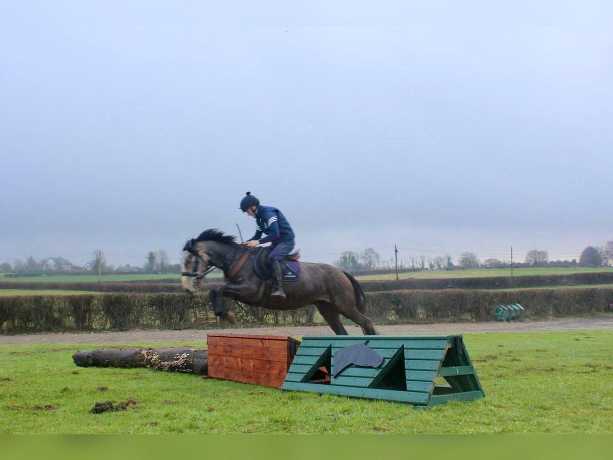 Caballo de deporte irlandés Semental 4 años 152 cm Musgo in Bogaarden