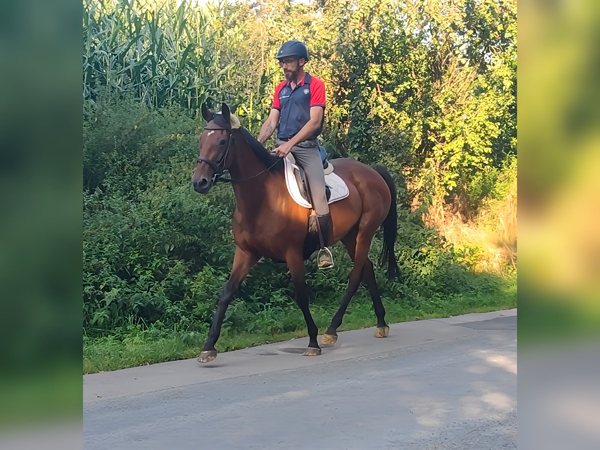 Caballo de deporte irlandés Yegua 10 años 161 cm Castaño in Lage