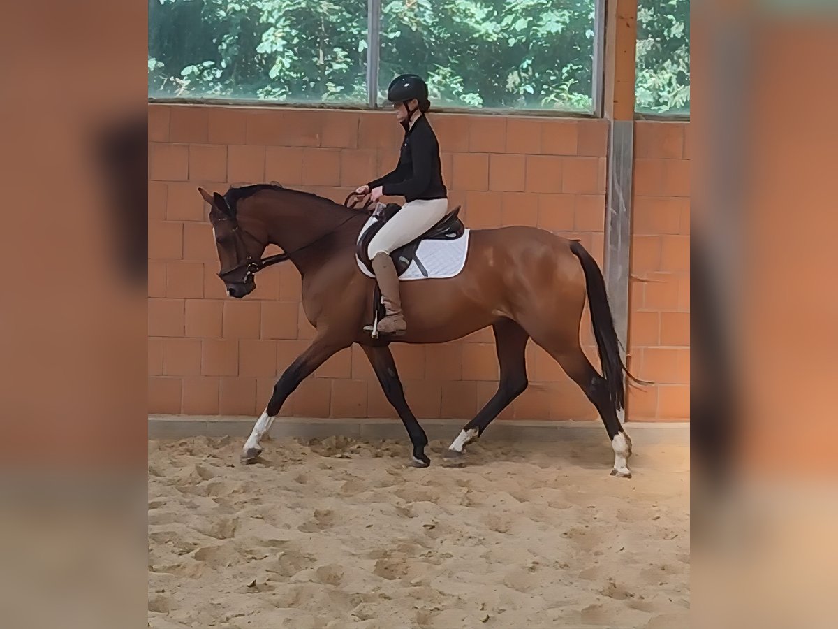 Caballo de deporte irlandés Yegua 10 años 168 cm Castaño in Lage