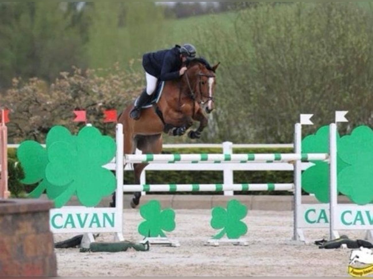 Caballo de deporte irlandés Yegua 10 años 170 cm Castaño rojizo in Belfast