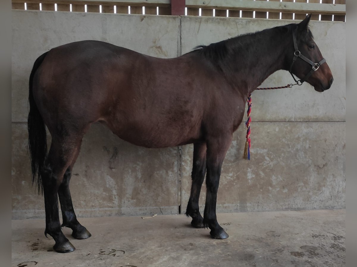 Caballo de deporte irlandés Yegua 10 años Castaño rojizo in york