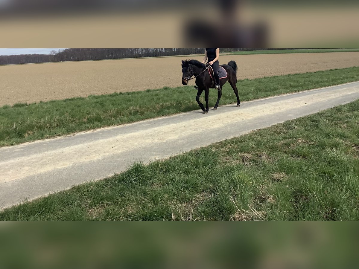 Caballo de deporte irlandés Yegua 11 años 142 cm Morcillo in farmsen