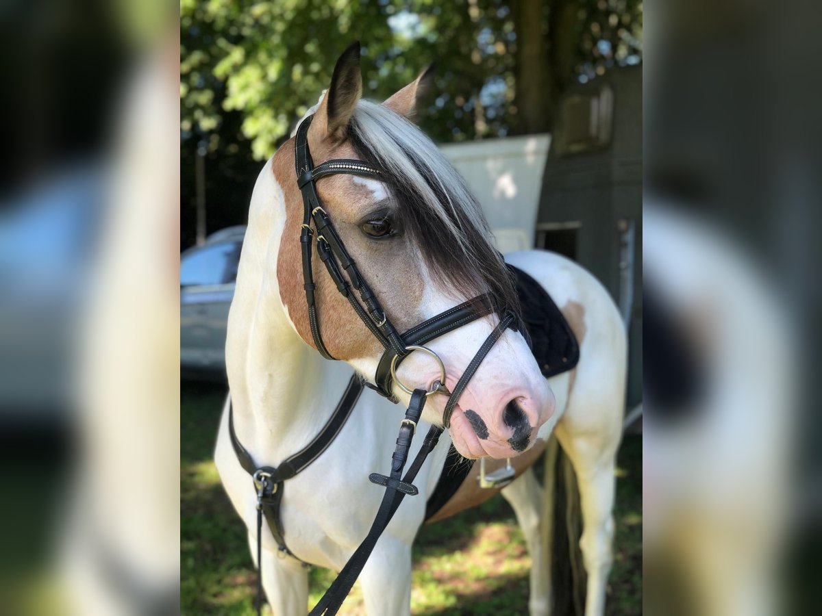 Caballo de deporte irlandés Yegua 11 años 150 cm Pío in Köln