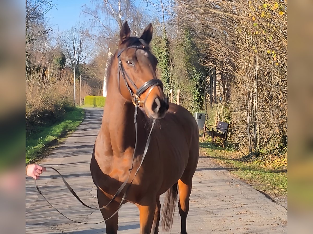 Caballo de deporte irlandés Yegua 11 años 158 cm Castaño in Lage