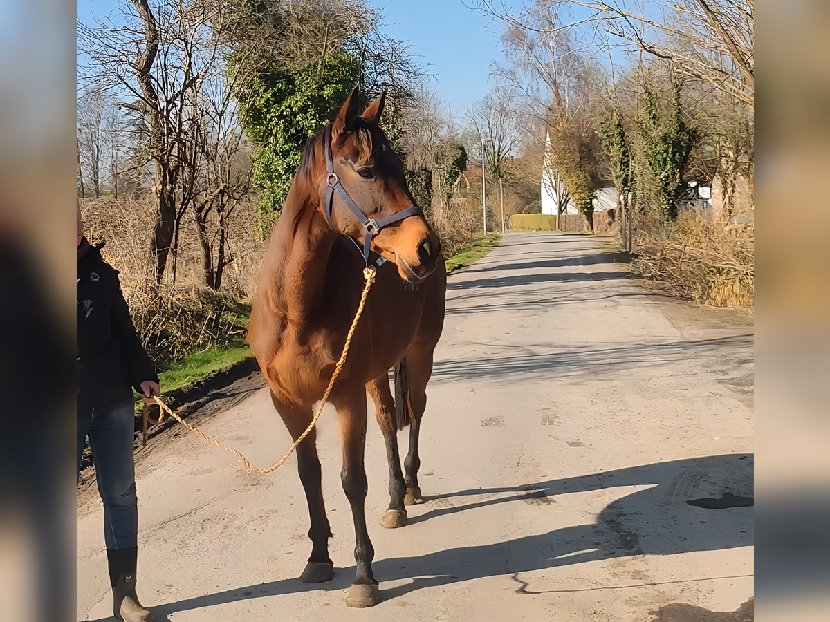 Caballo de deporte irlandés Yegua 11 años 161 cm in Lage