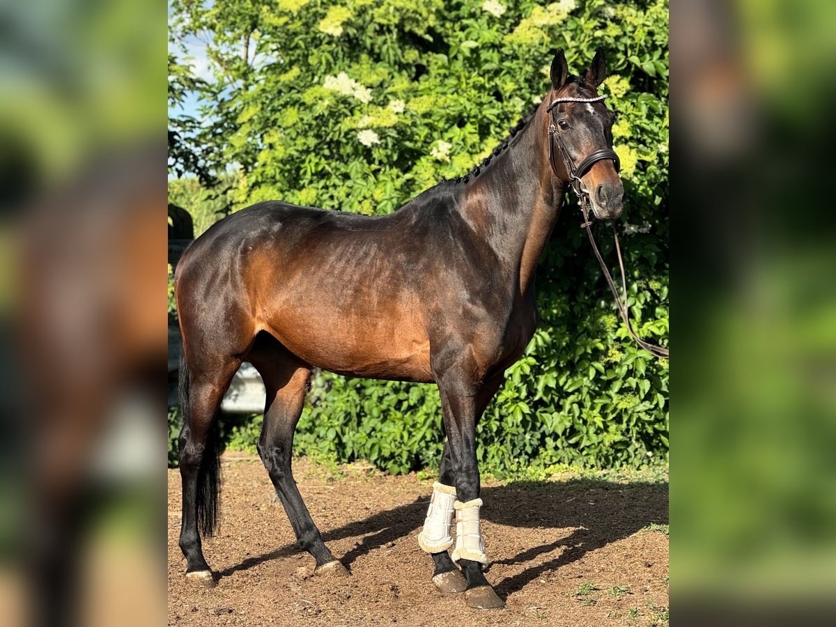 Caballo de deporte irlandés Yegua 11 años 169 cm Castaño in Sch&#xF6;ppenstedt