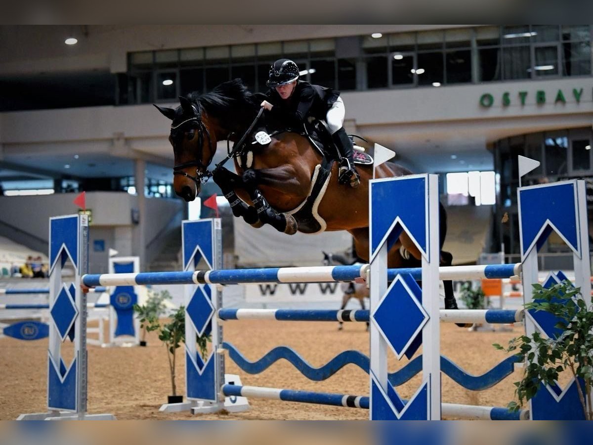 Caballo de deporte irlandés Yegua 11 años 173 cm Castaño in Düsseldorf