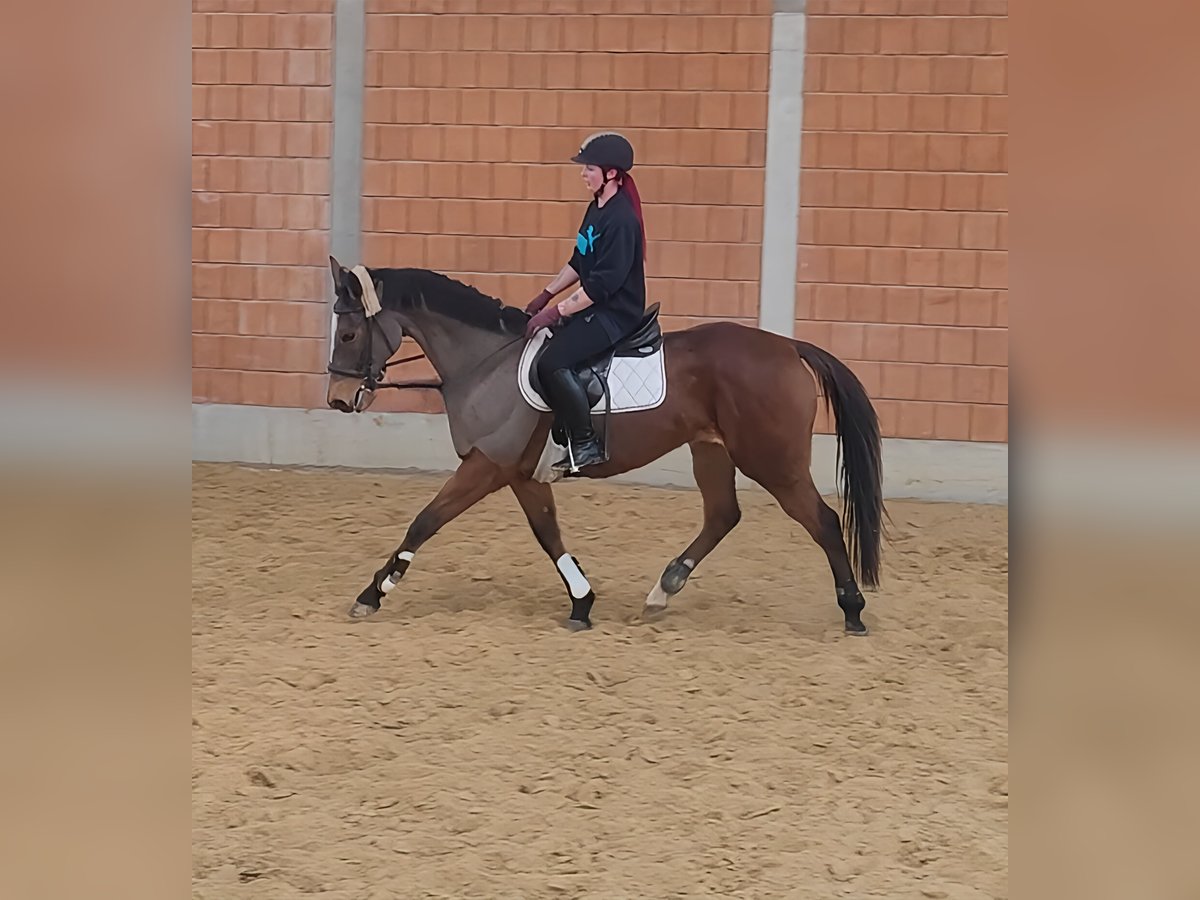 Caballo de deporte irlandés Yegua 12 años 160 cm Castaño in Lage