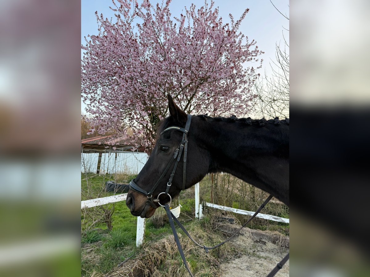 Caballo de deporte irlandés Yegua 12 años 167 cm Castaño in Kempen