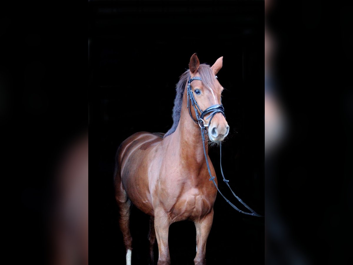 Caballo de deporte irlandés Mestizo Yegua 12 años Alazán-tostado in wijk en aalburg