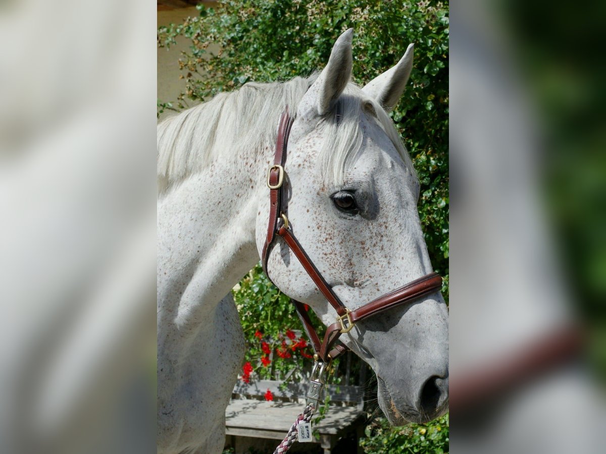 Caballo de deporte irlandés Yegua 13 años 168 cm Tordo picazo in Grattersdorf