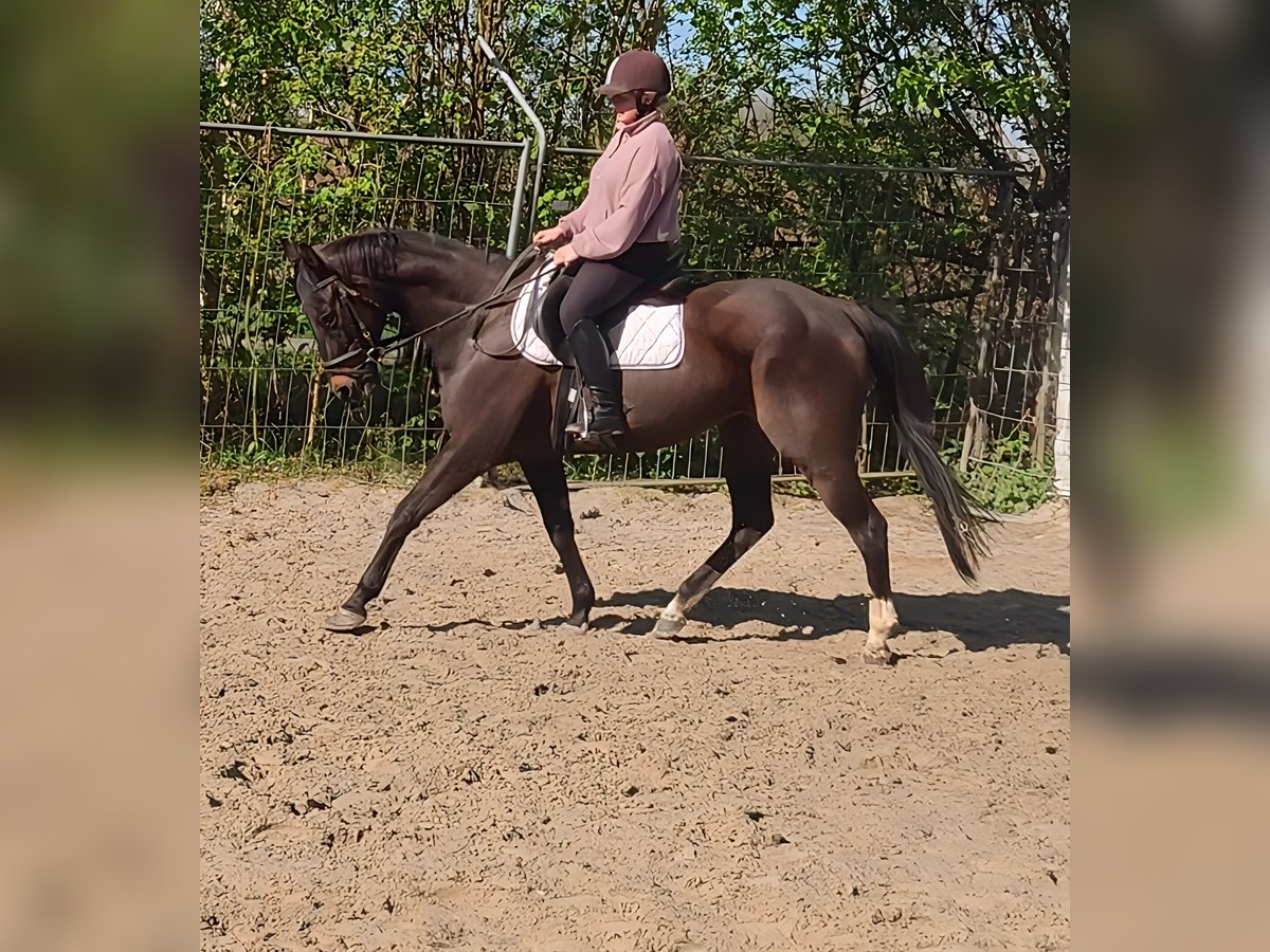 Caballo de deporte irlandés Yegua 14 años 162 cm Castaño in Lage