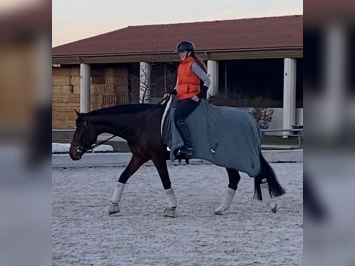 Caballo de deporte irlandés Yegua 14 años 165 cm Castaño in Kitzingen
