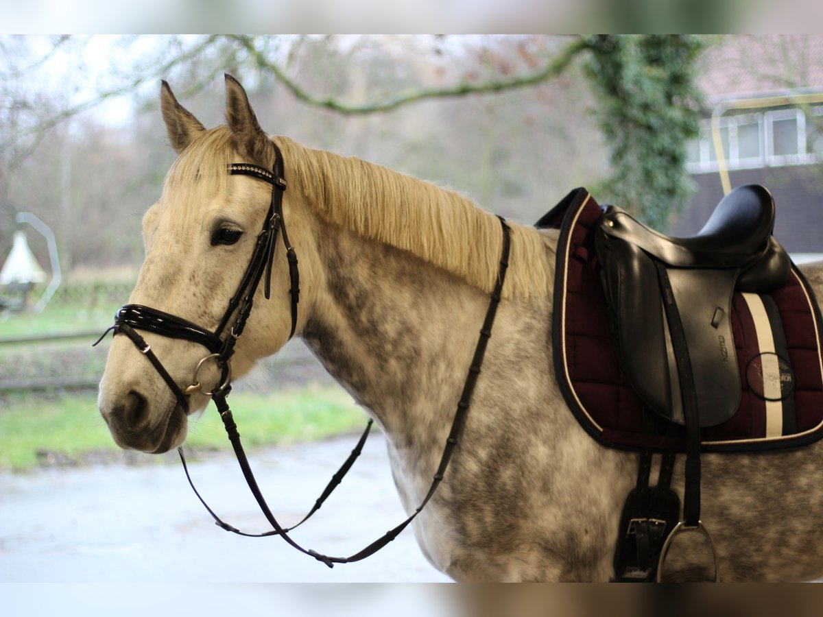 Caballo de deporte irlandés Yegua 14 años 172 cm Tordo rodado in Wolfsburg