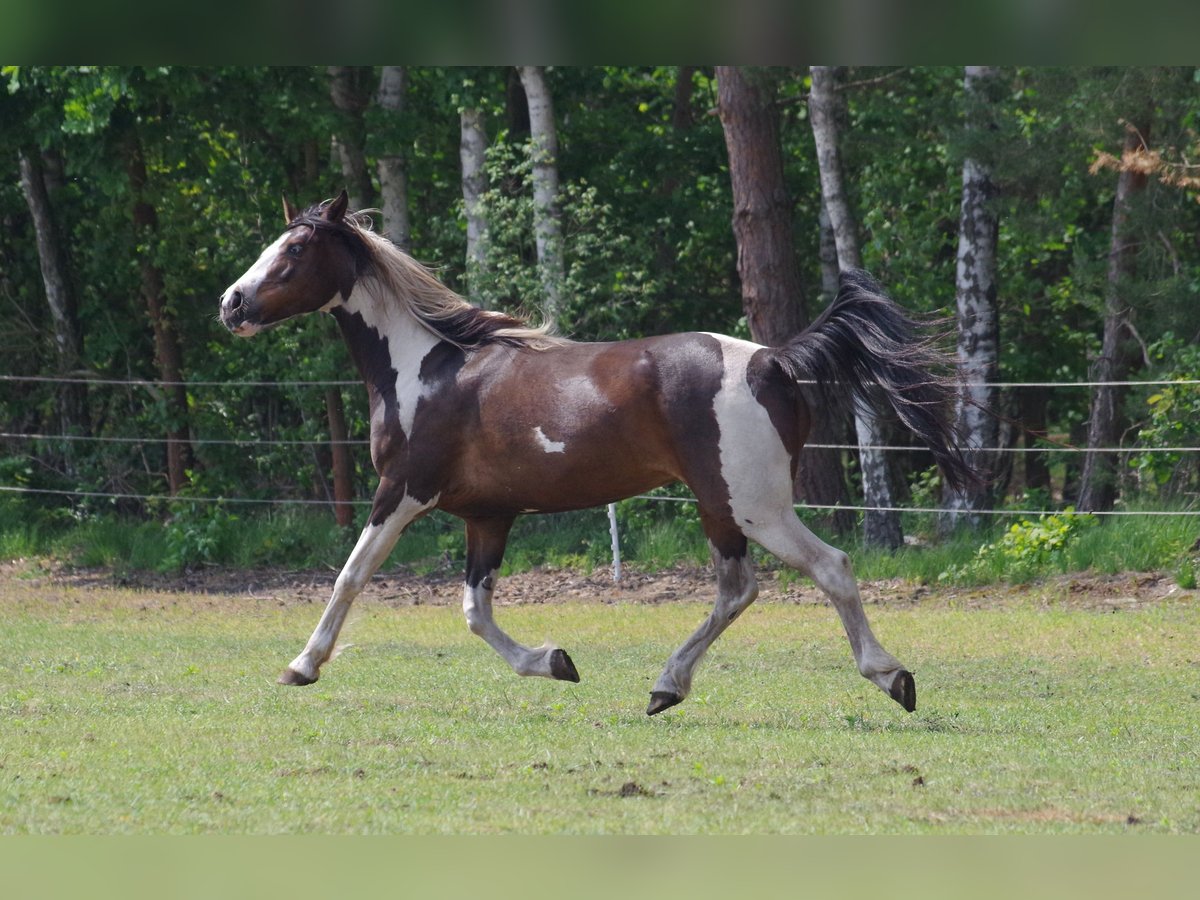 Caballo de deporte irlandés Yegua 15 años 153 cm in Ribbesbüttel