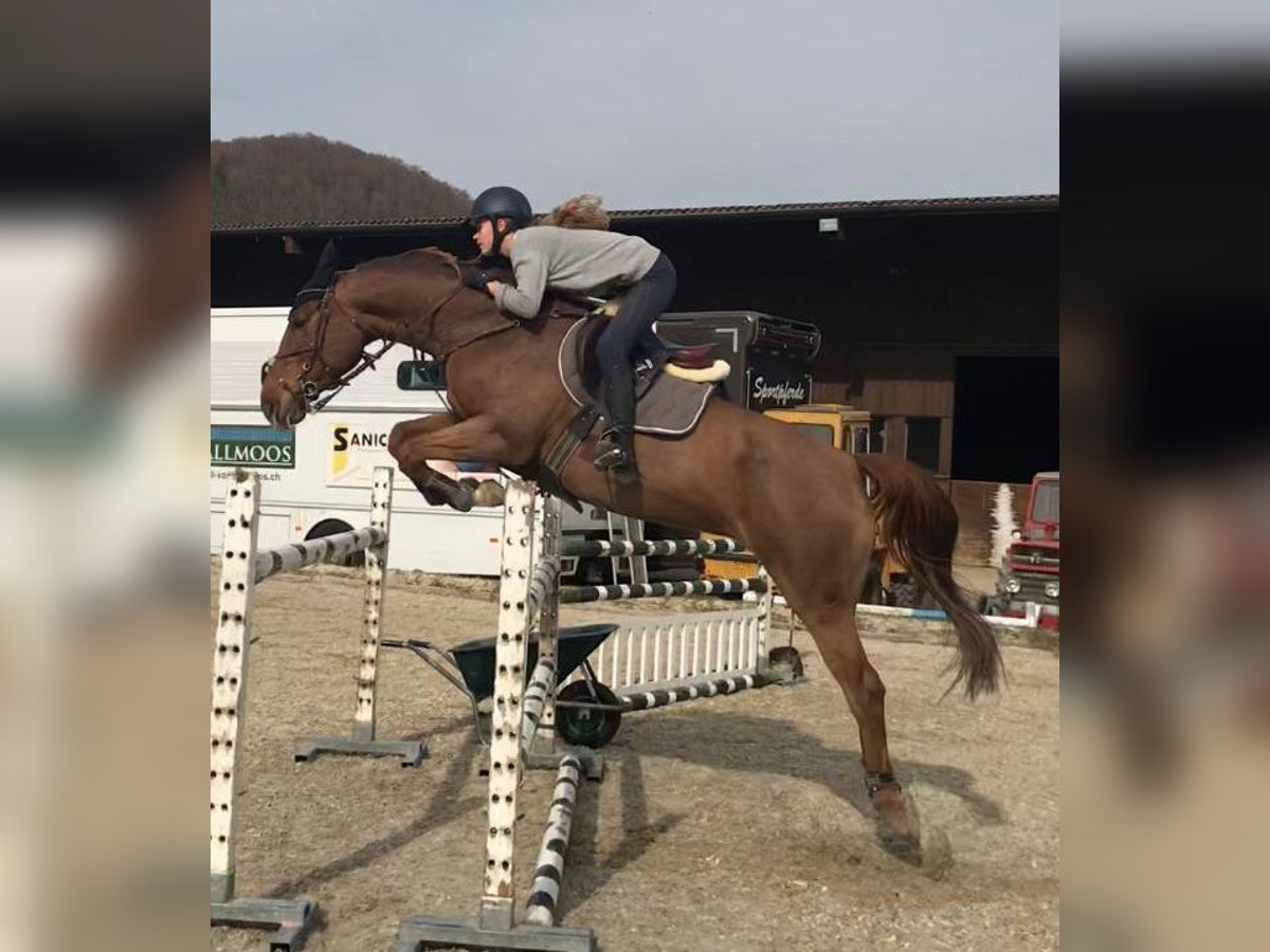 Caballo de deporte irlandés Yegua 15 años 167 cm Alazán in Dänikon ZH